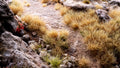 Gamers Grass | Grass Tuft | Dry Tuft