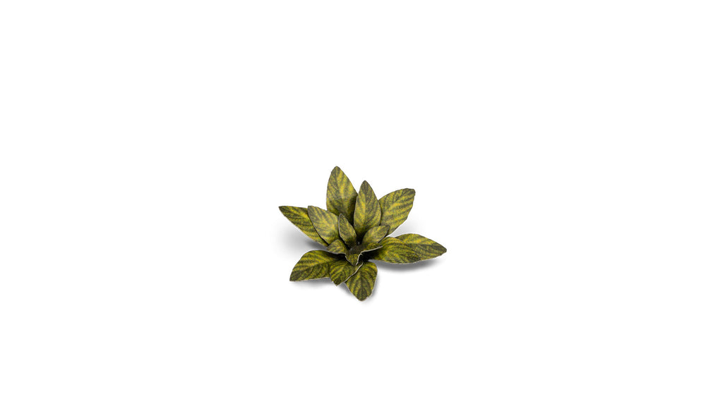 Gamers Grass | Laser Plants | Dumb Cane