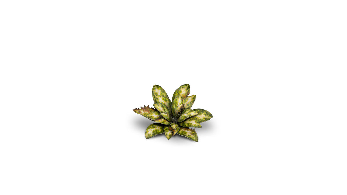 Gamers Grass | Laser Plants | Dumb Cane