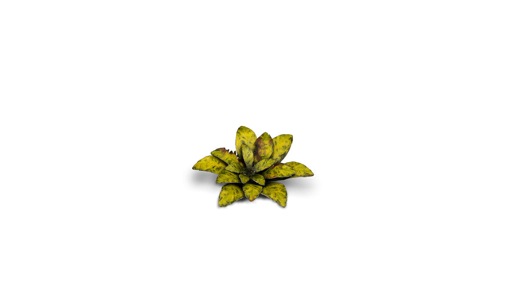 Gamers Grass | Laser Plants | Dumb Cane