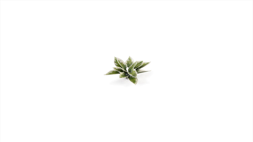 Gamers Grass | Laser Plants | Plantain Lily