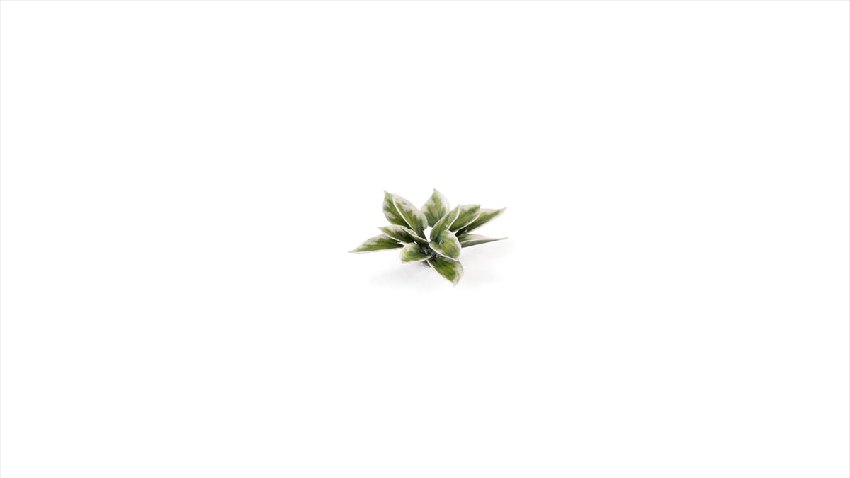 Gamers Grass | Laser Plants | Plantain Lily