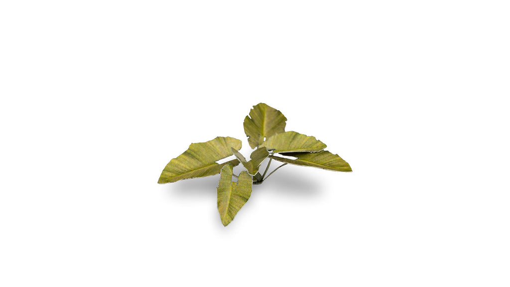Gamers Grass | Laser Plants | Elephant Ear