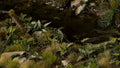 Gamers Grass | Laser Plants | Lords and Ladies
