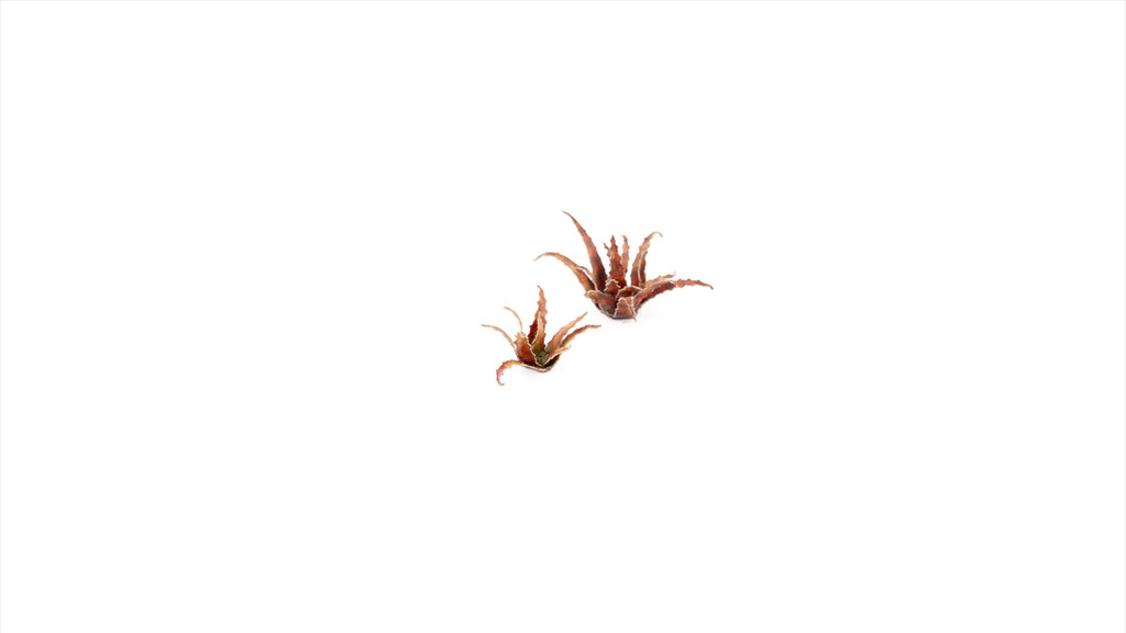 Gamers Grass | Laser Plants | Red Aloe