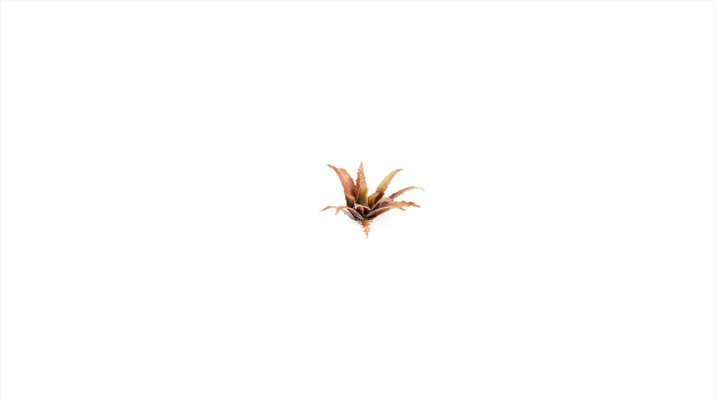 Gamers Grass | Laser Plants | Red Aloe