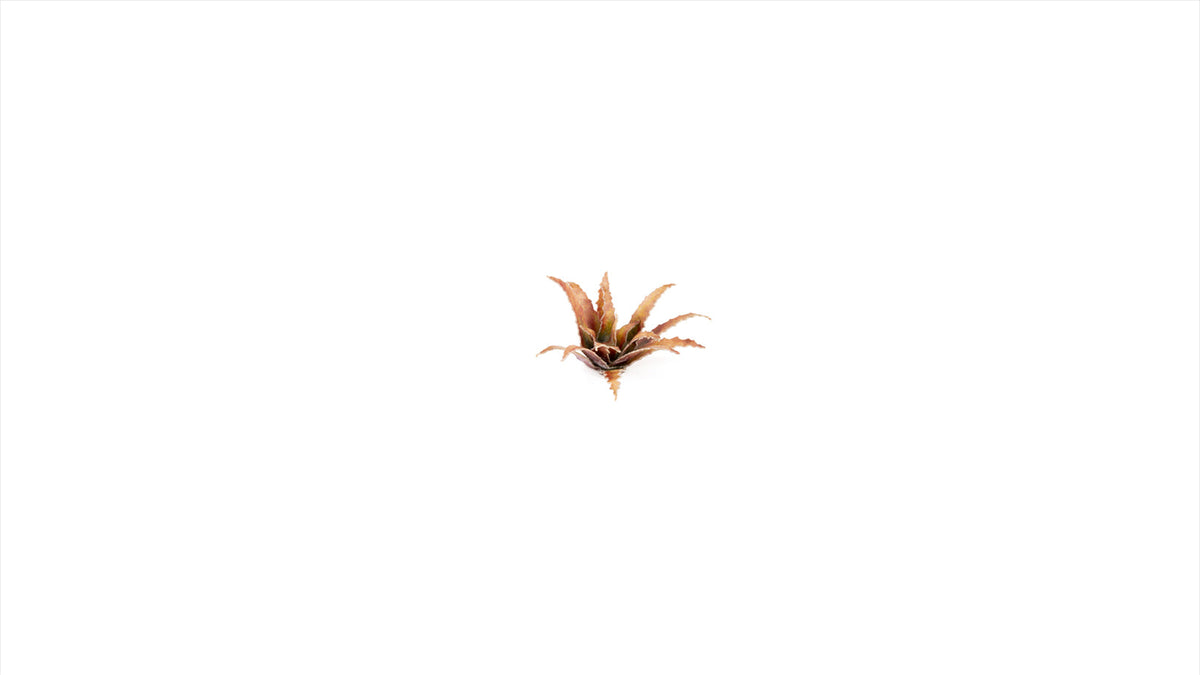 Gamers Grass | Laser Plants | Red Aloe