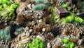 Gamers Grass | Alien Tuft | Toxic Wasteland Set